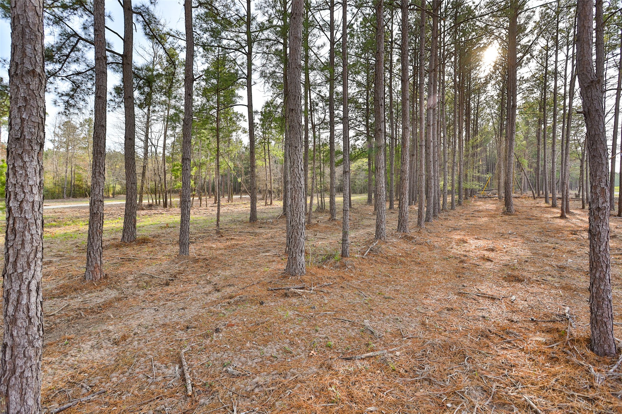 450 Williamson Way Property Photo 19