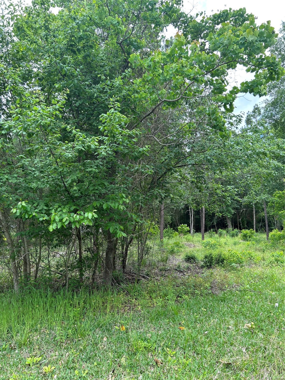 1128 Timberglen Drive Property Photo 3