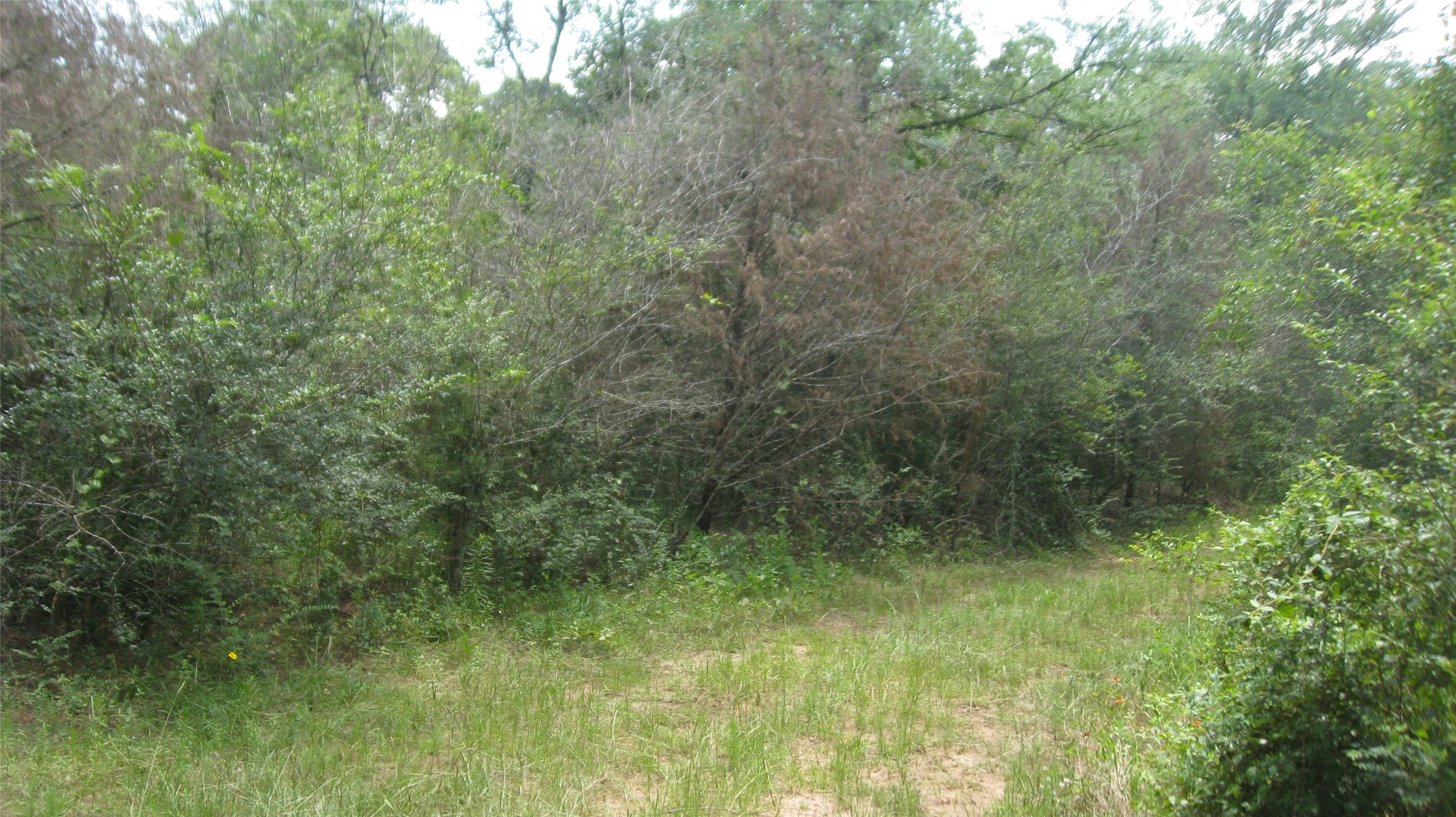 Lot 16 Mocking Bird Property Photo 9