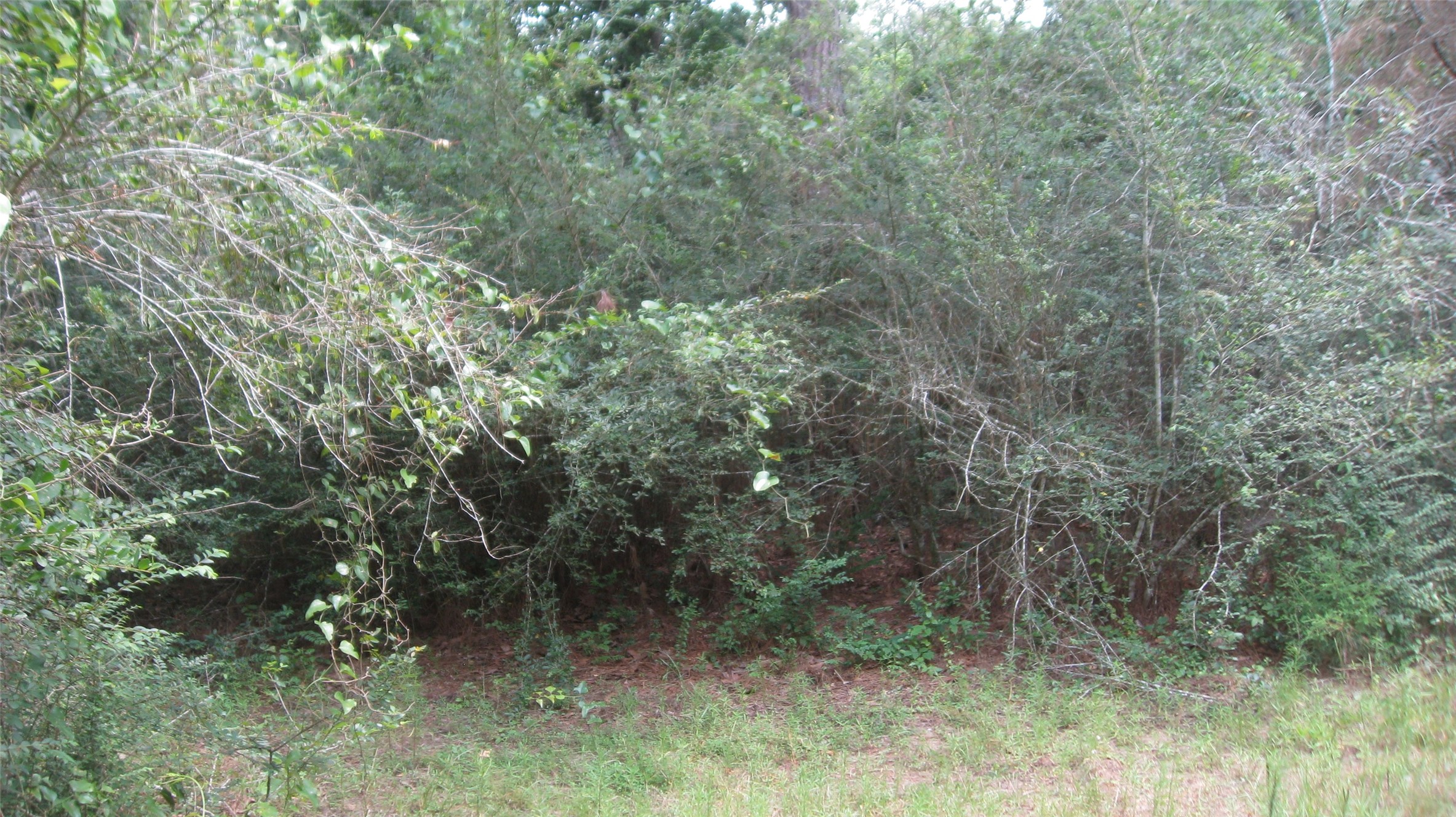 Lot 16 Mocking Bird Property Photo 10