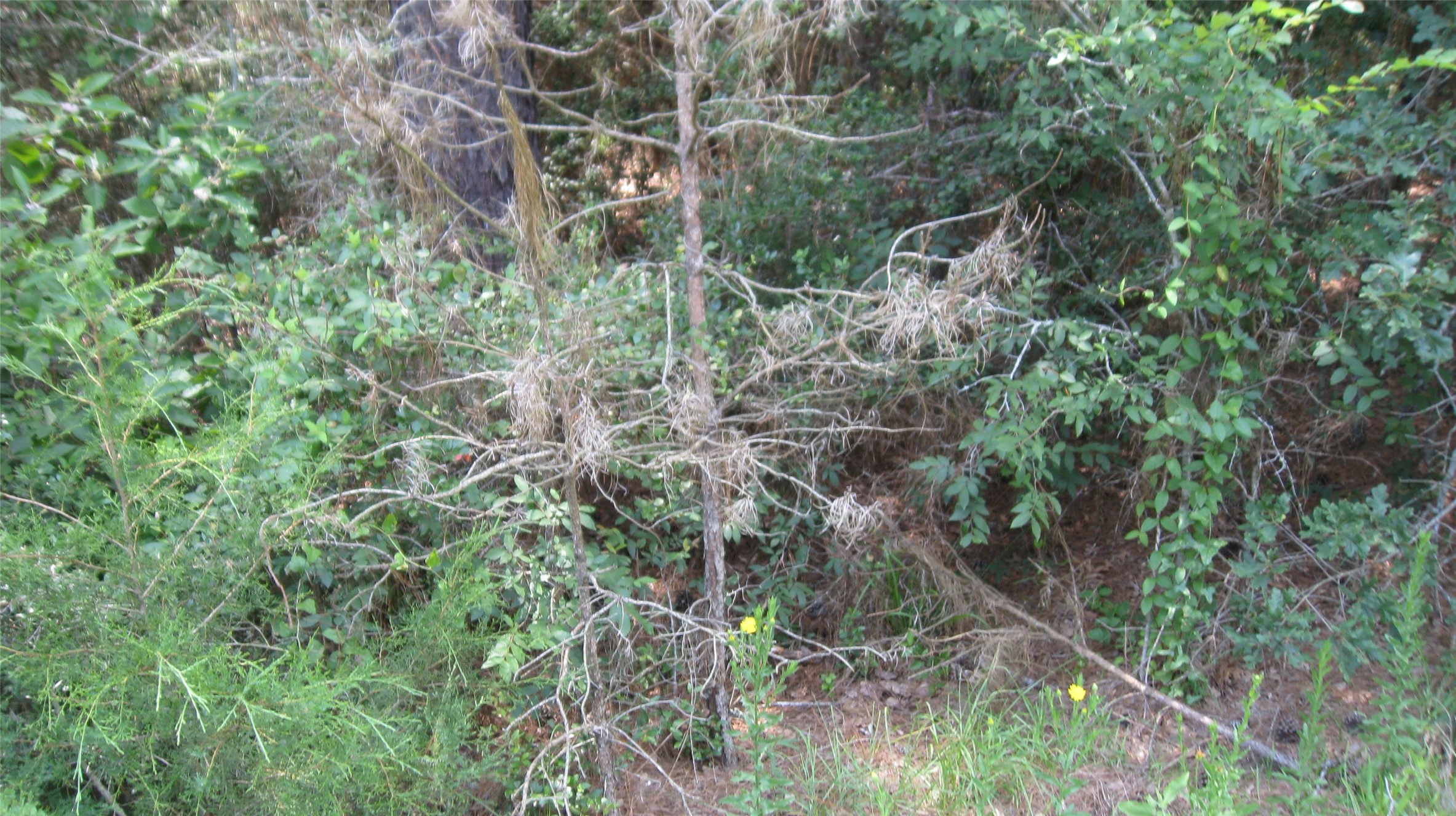 Lot 16 Mocking Bird Property Photo 12
