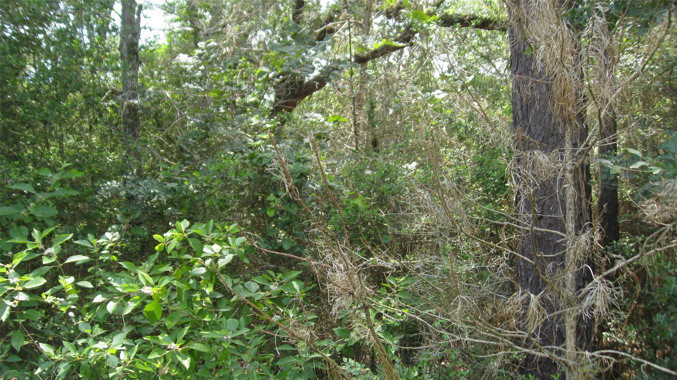 Lot 16 Mocking Bird Property Photo 14