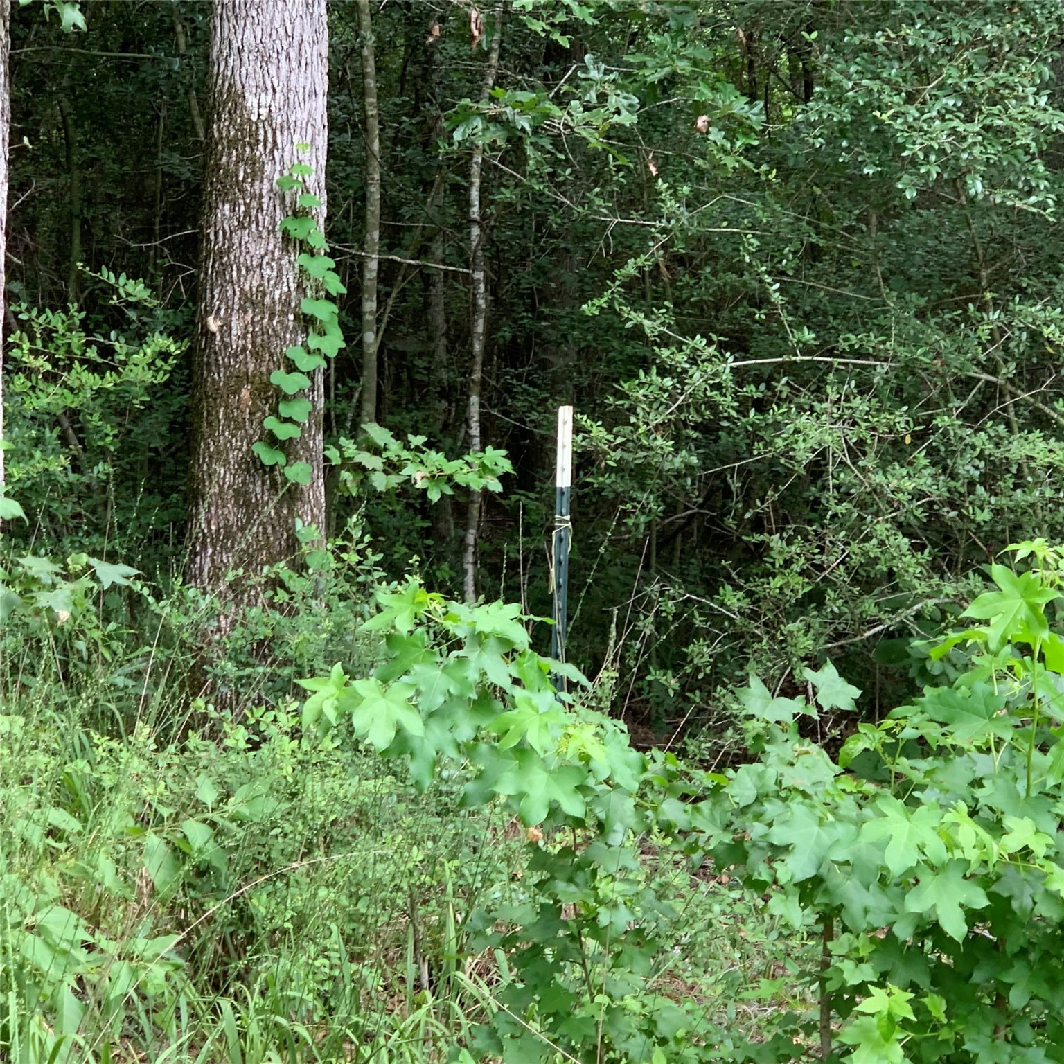 175 Magnolia Ridge Property Photo 40
