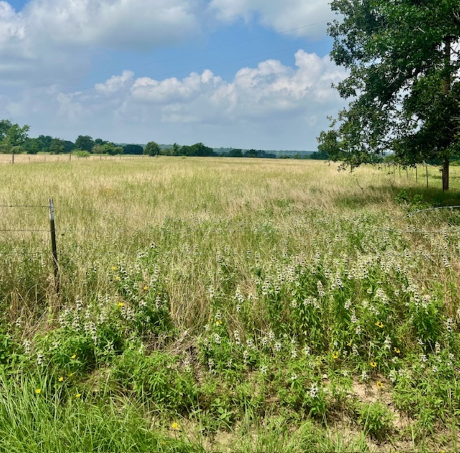 38 Acres Shaws Bend Rd Property Photo 4