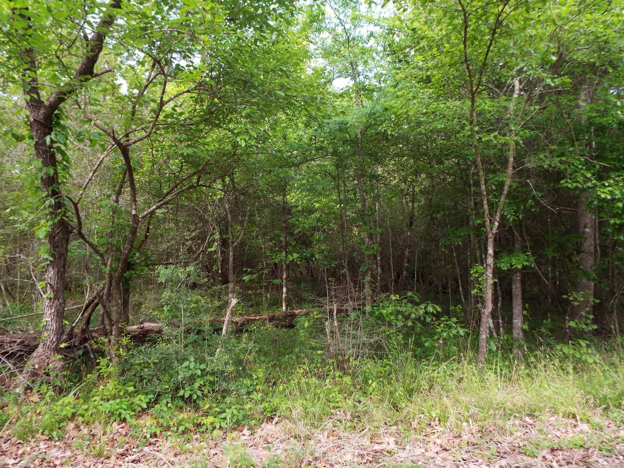 Lot 34 Dogwood Road Property Photo 5