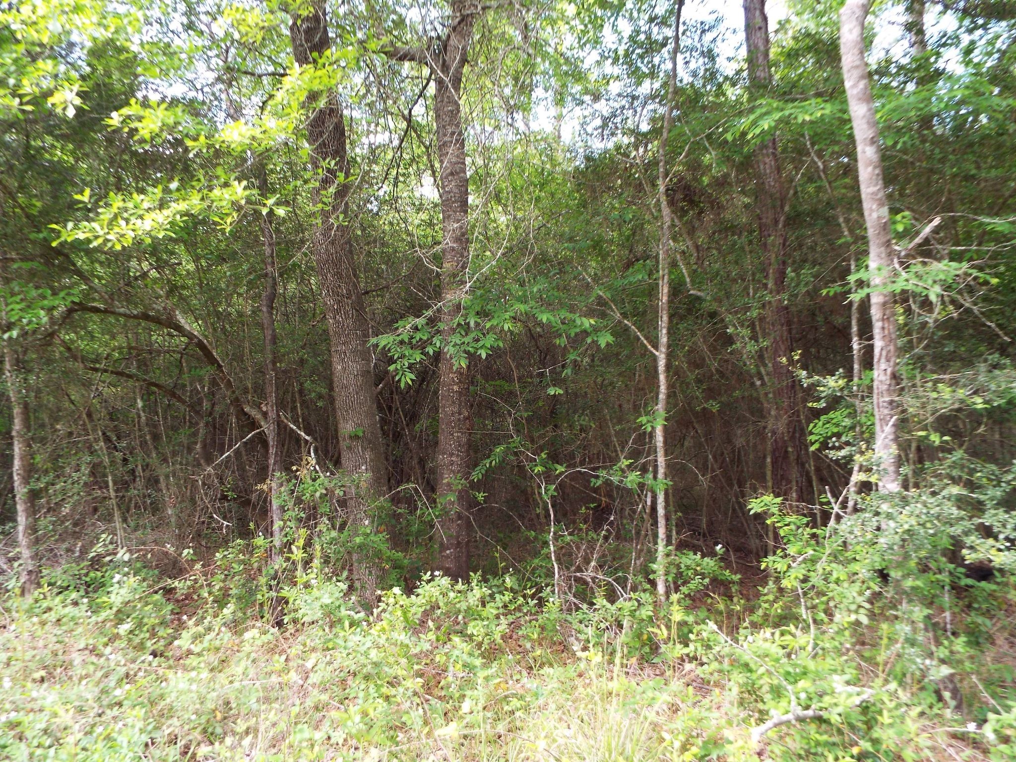 Lot 34 Dogwood Road Property Photo 18