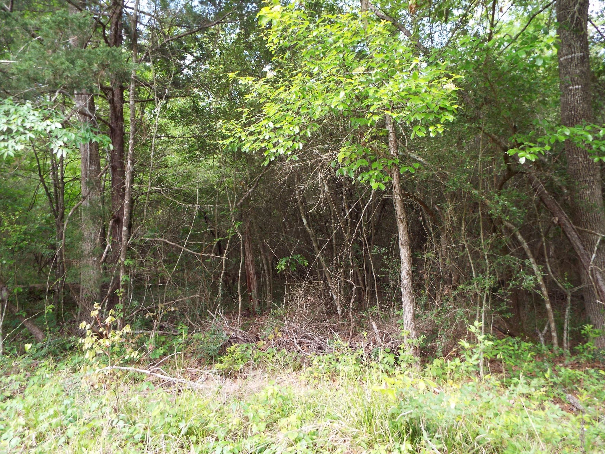Lot 34 Dogwood Road Property Photo 19