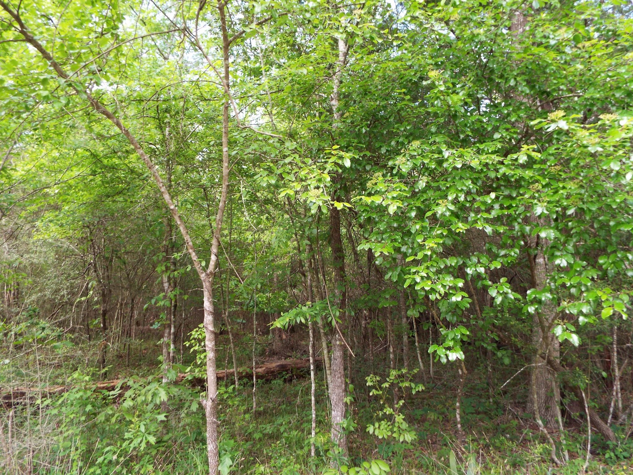 Lot 34 Dogwood Road Property Photo 20