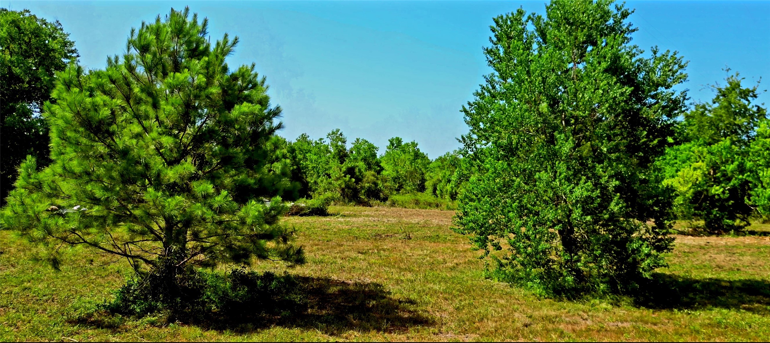 0 Fm 1960 Road E Property Photo 14