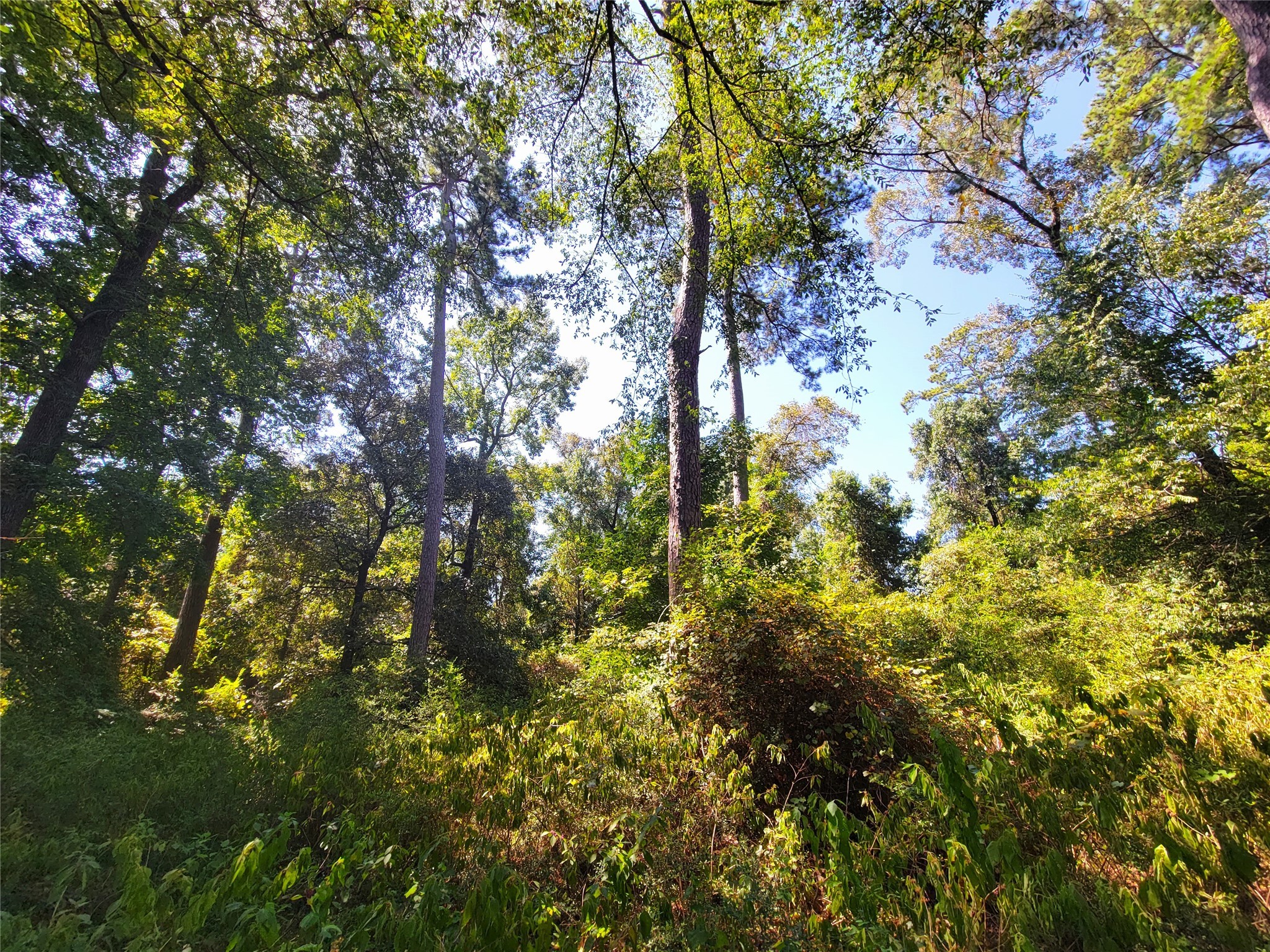 Tbd Mockingbird Lane Property Photo 3