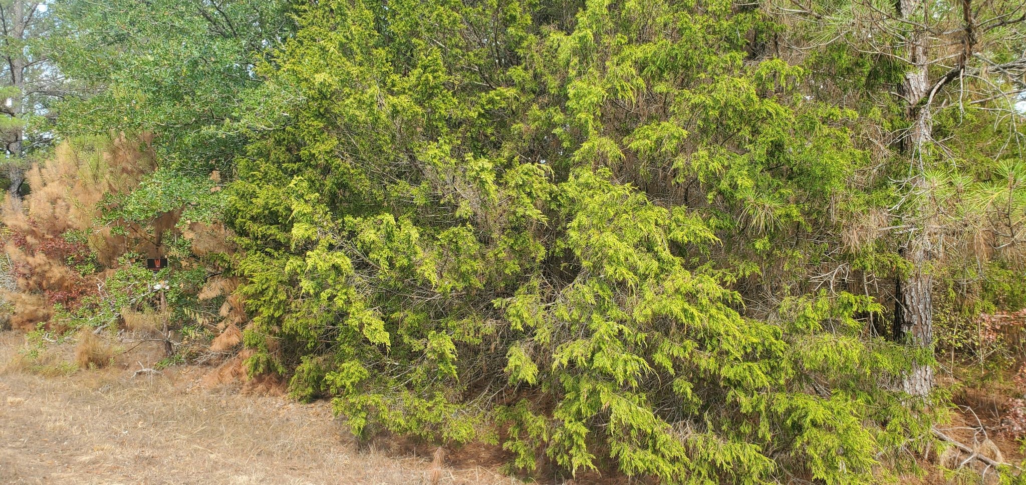 Lot 26 & 27 Eagle Drive Property Photo 11