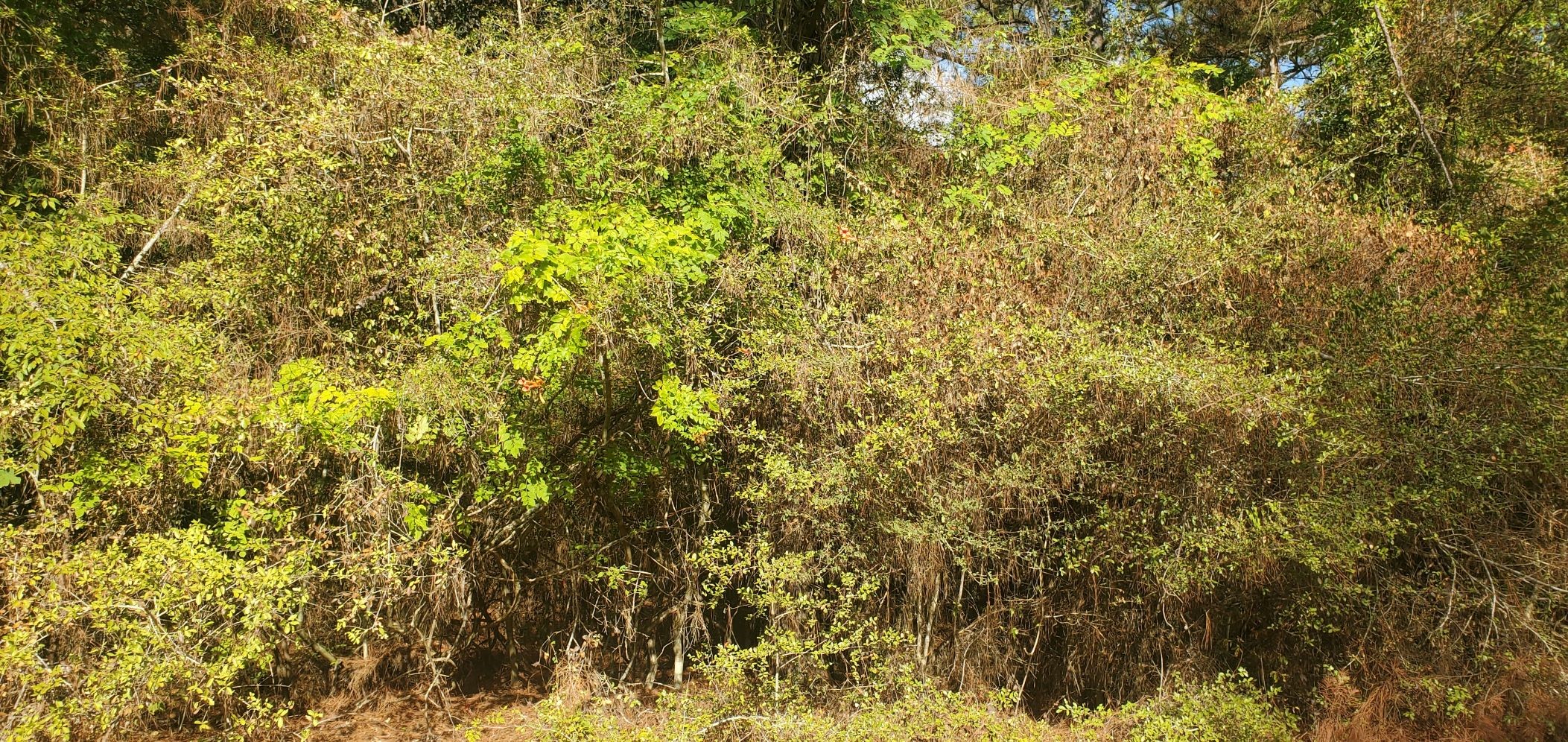 Lot 26 & 27 Eagle Drive Property Photo 16