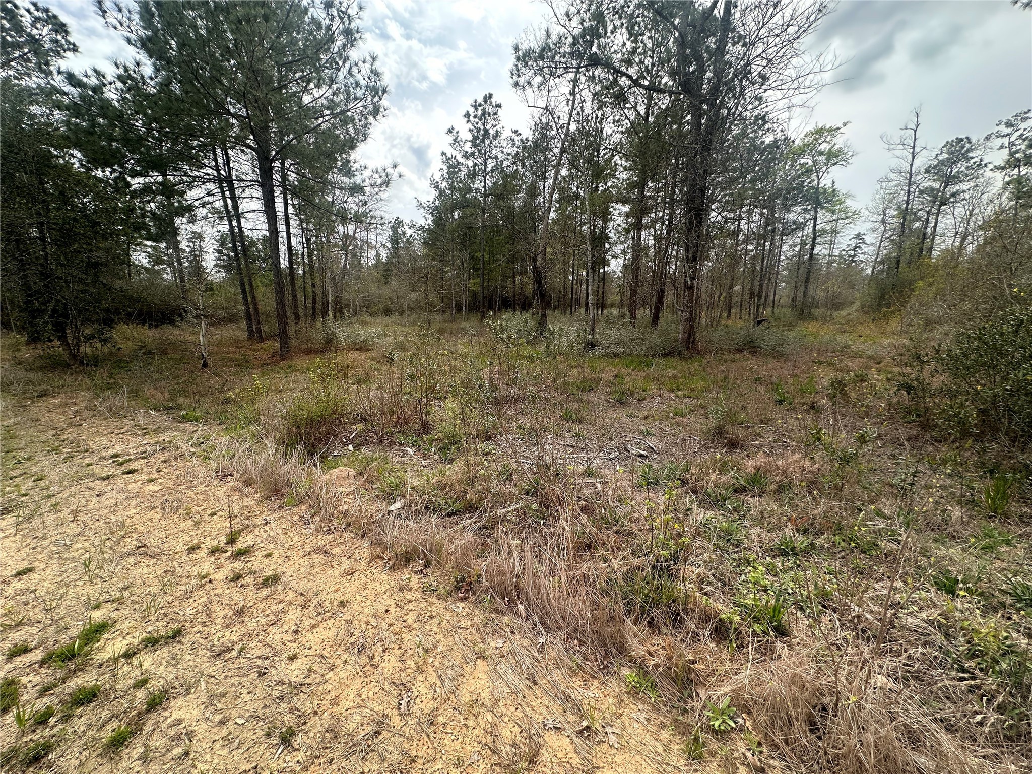 219 Iron Horse Road Property Photo 3
