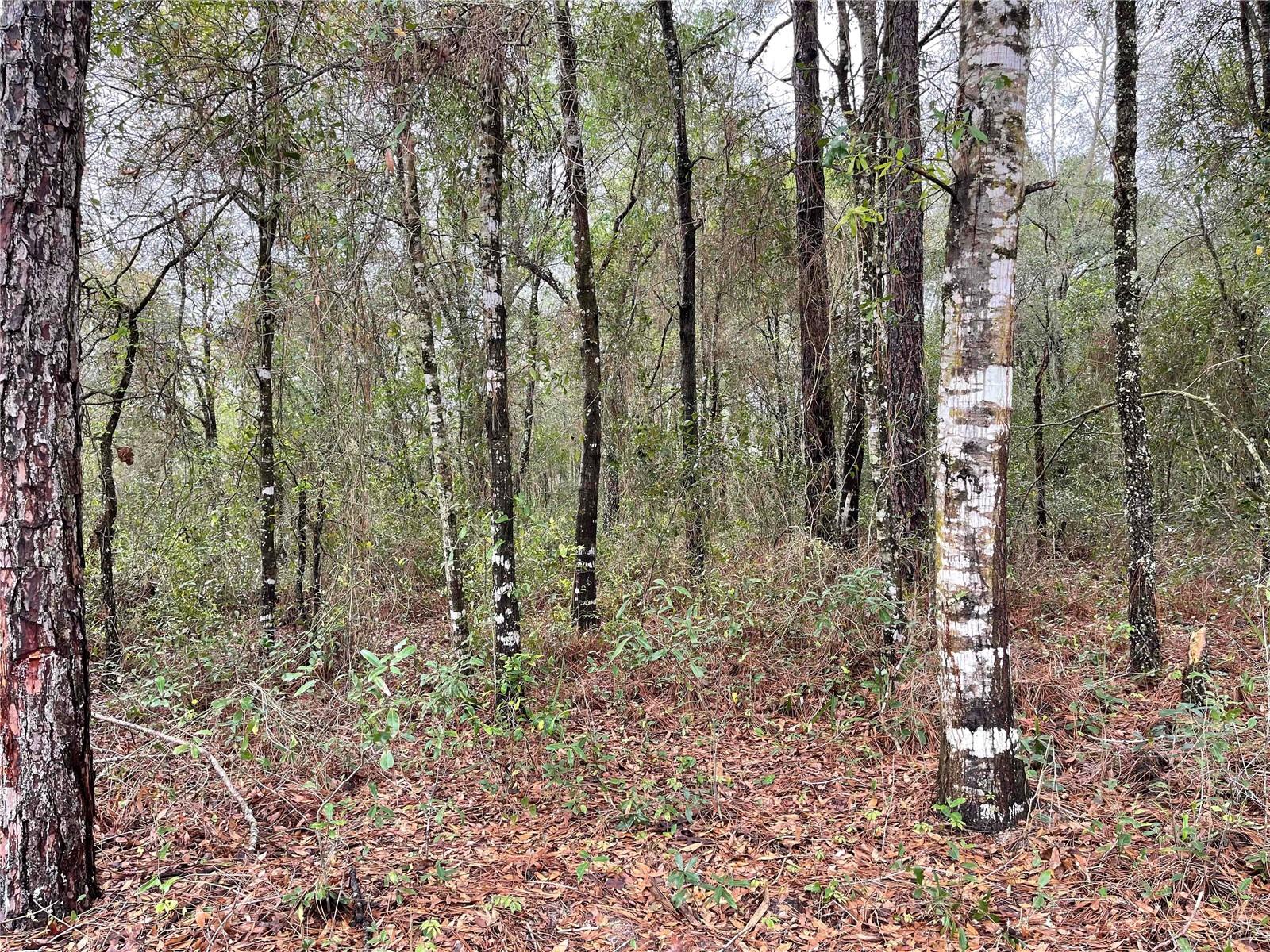 Lot 6 Ne 6 Cir Property Photo 2