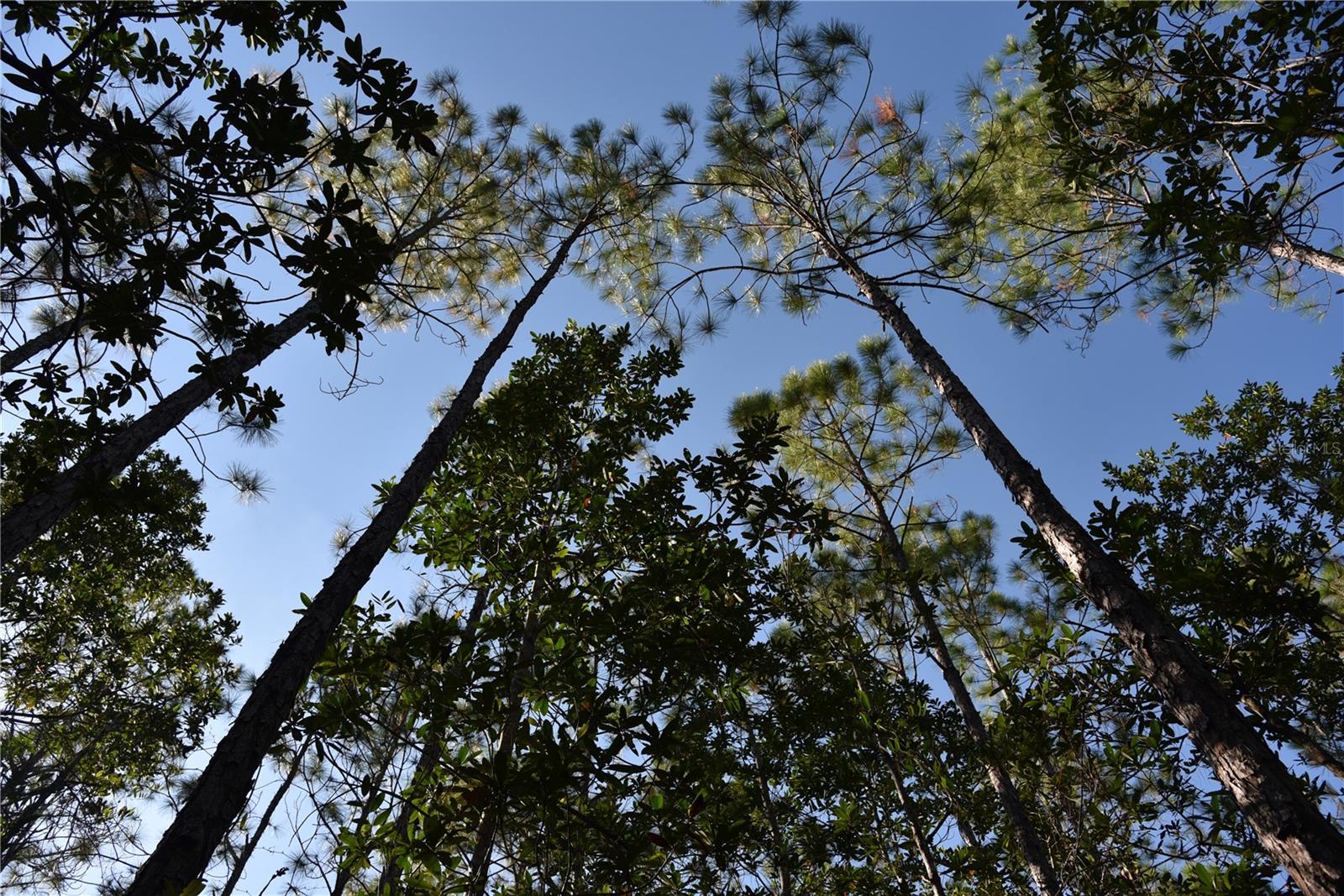 Chesser Hammock Property Photo