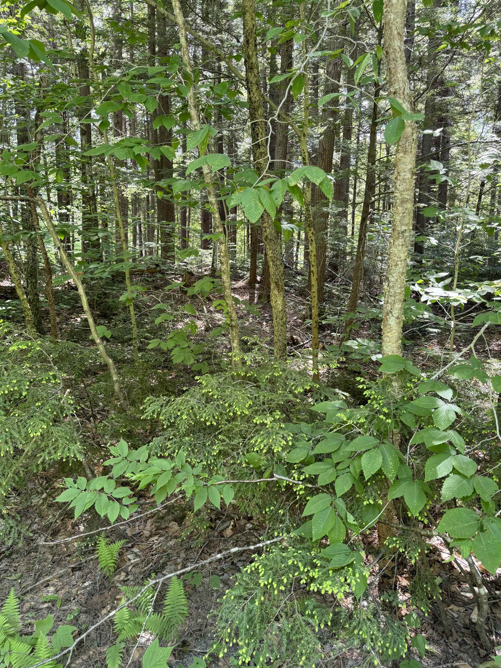 0 Boardman Loop Property Photo 2
