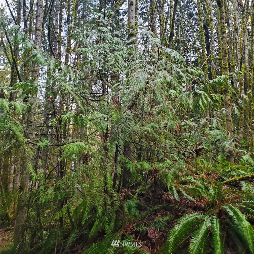 0 Xxxx Old Military Road Property Photo 7
