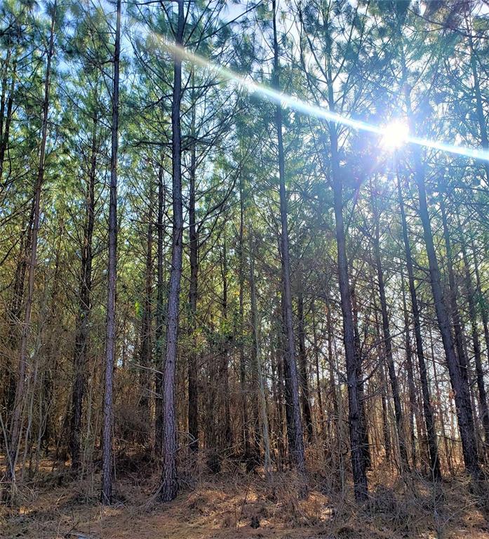 735 Timber Creek Trails South Xl Property Photo 5