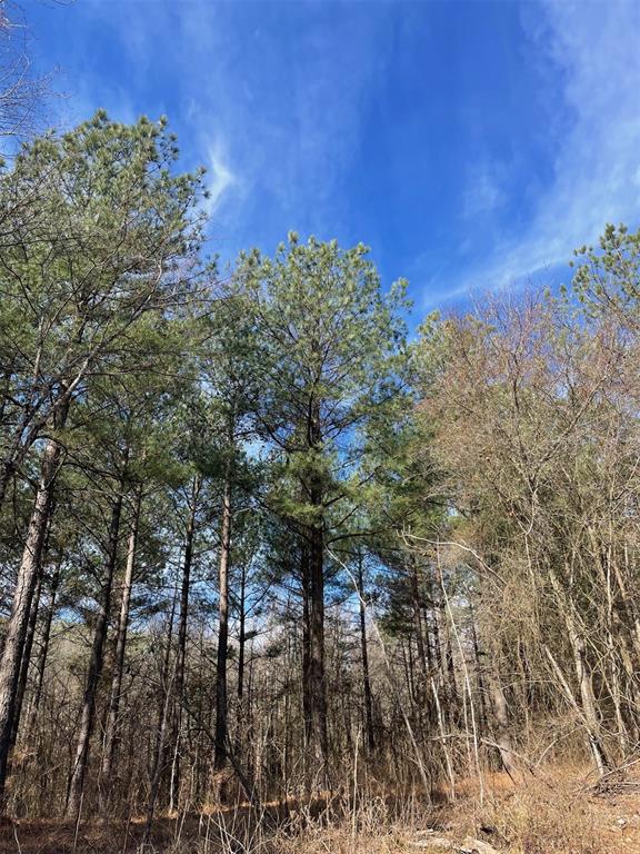 763 Timber Creek Trails South Xl Property Photo 1