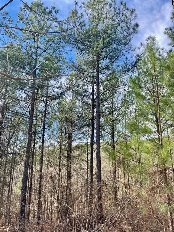 764 Timber Creek Trails South Xl Property Photo 1