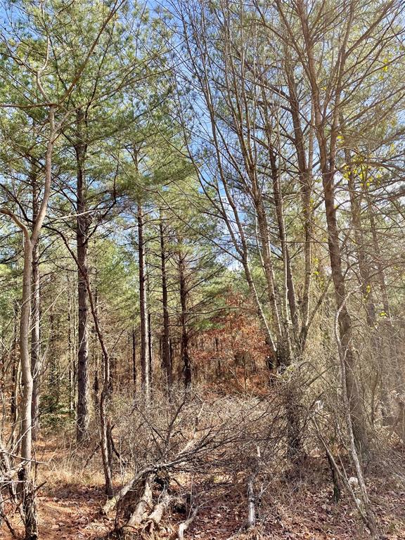766 Timber Creek Trails South Xl Property Photo 4