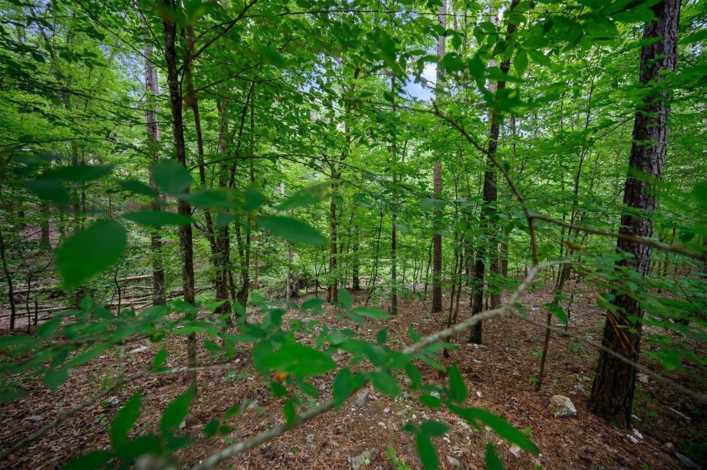 46 Ashberry Circle Property Photo 6