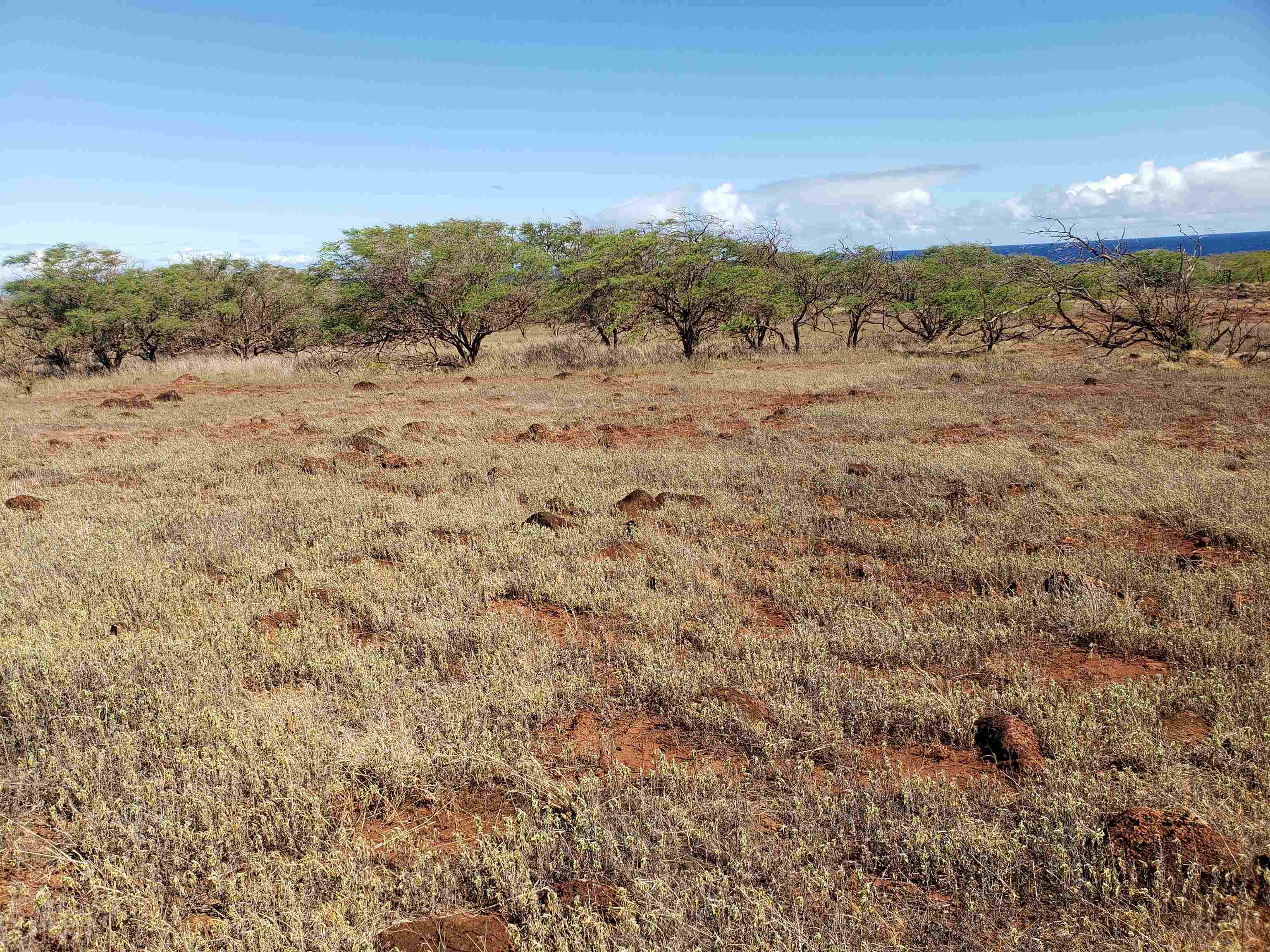 4131 Pohakuloa Rd Property Photo 8