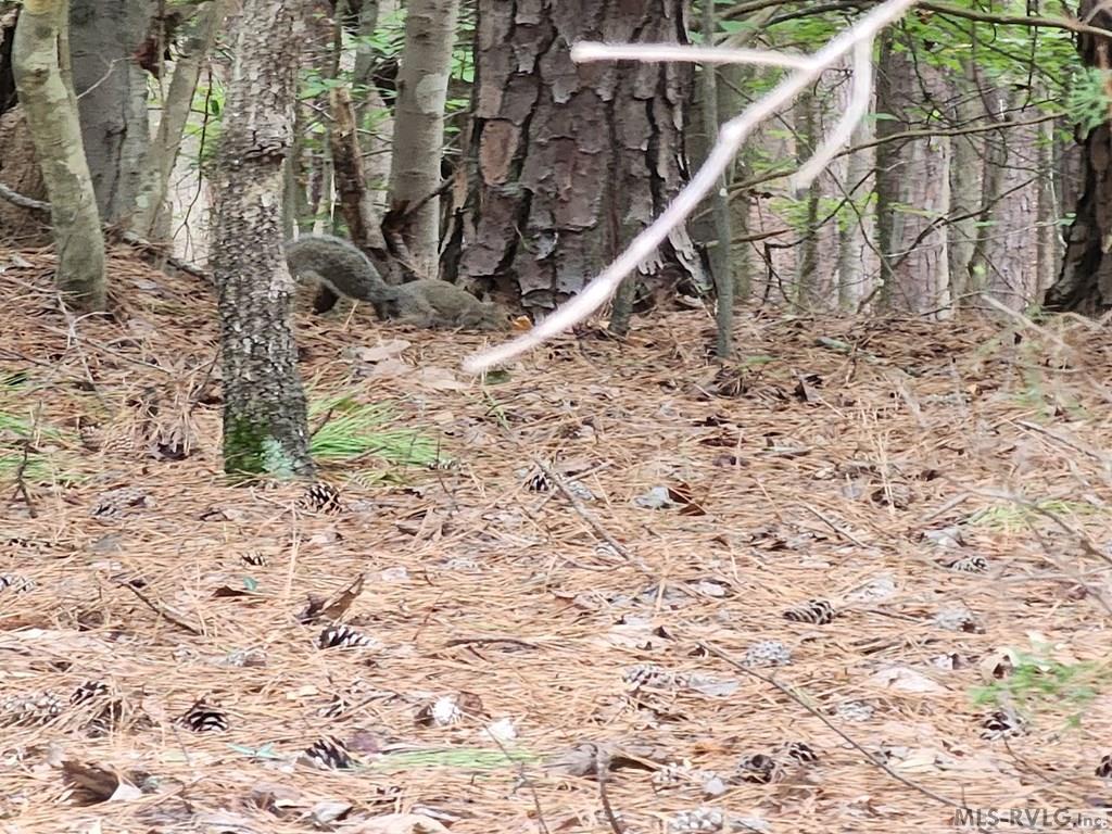 0 Hunters Creek Road Property Photo 2