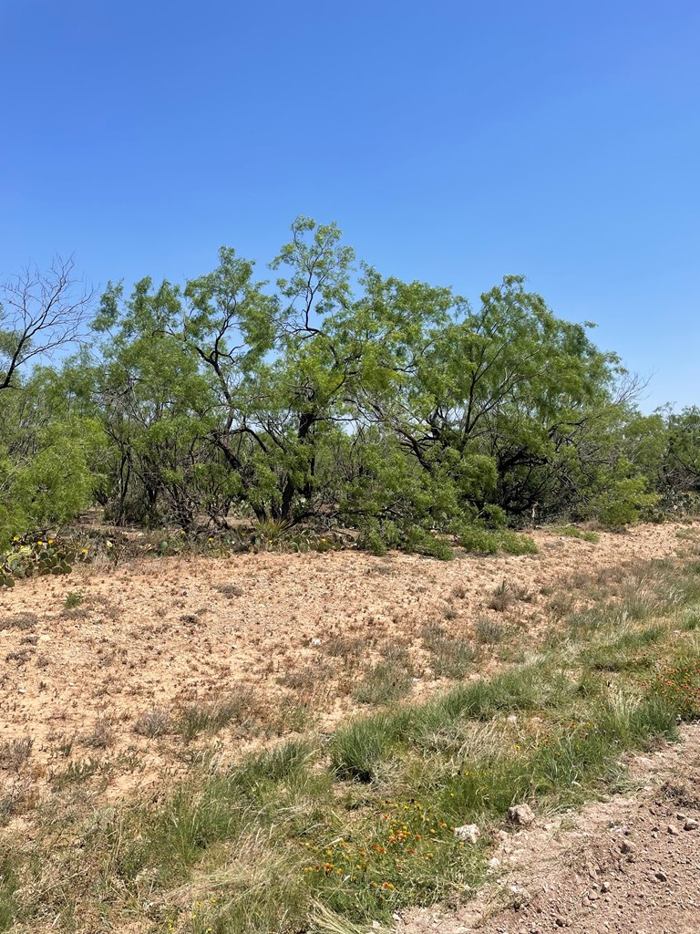 0000 Fm 2166 Property Photo 4