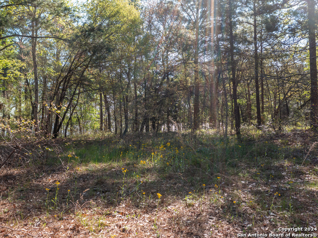 3104 Shadow Pine Drive Property Photo 9