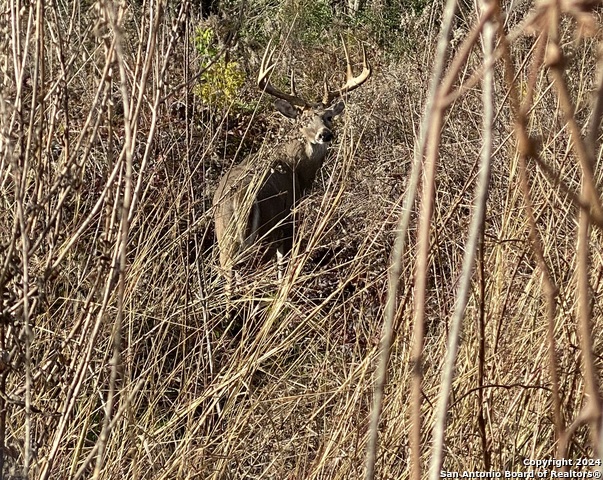3668 W Us Highway 90 Property Photo 54