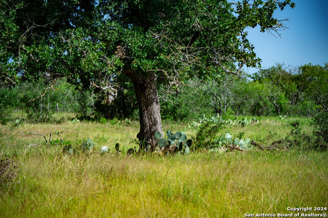 Tract 1 9 +/- Acres County Road 426 Property Photo 11