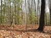 Laurel Mountain Real Estate Listings Main Image