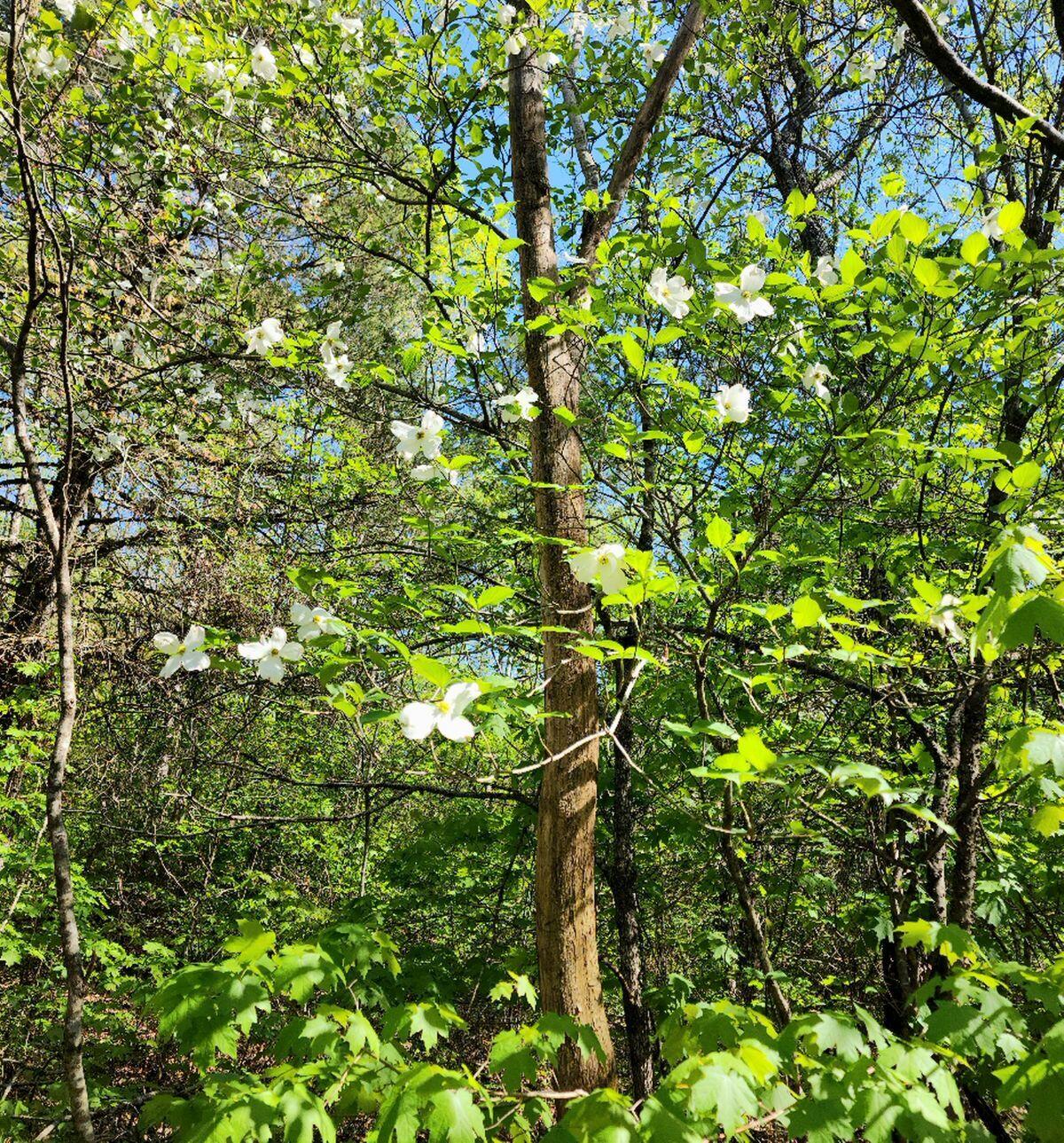 Tbd Maple Lane Property Photo