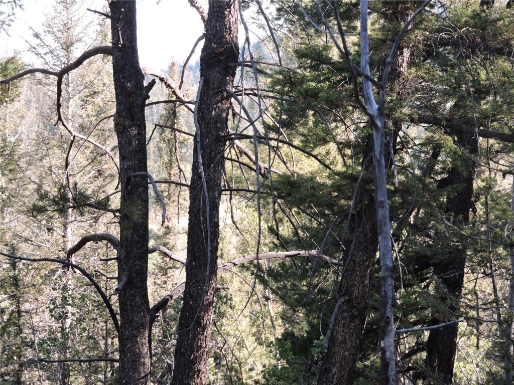 1114 Crooked Rock Path Property Photo 11