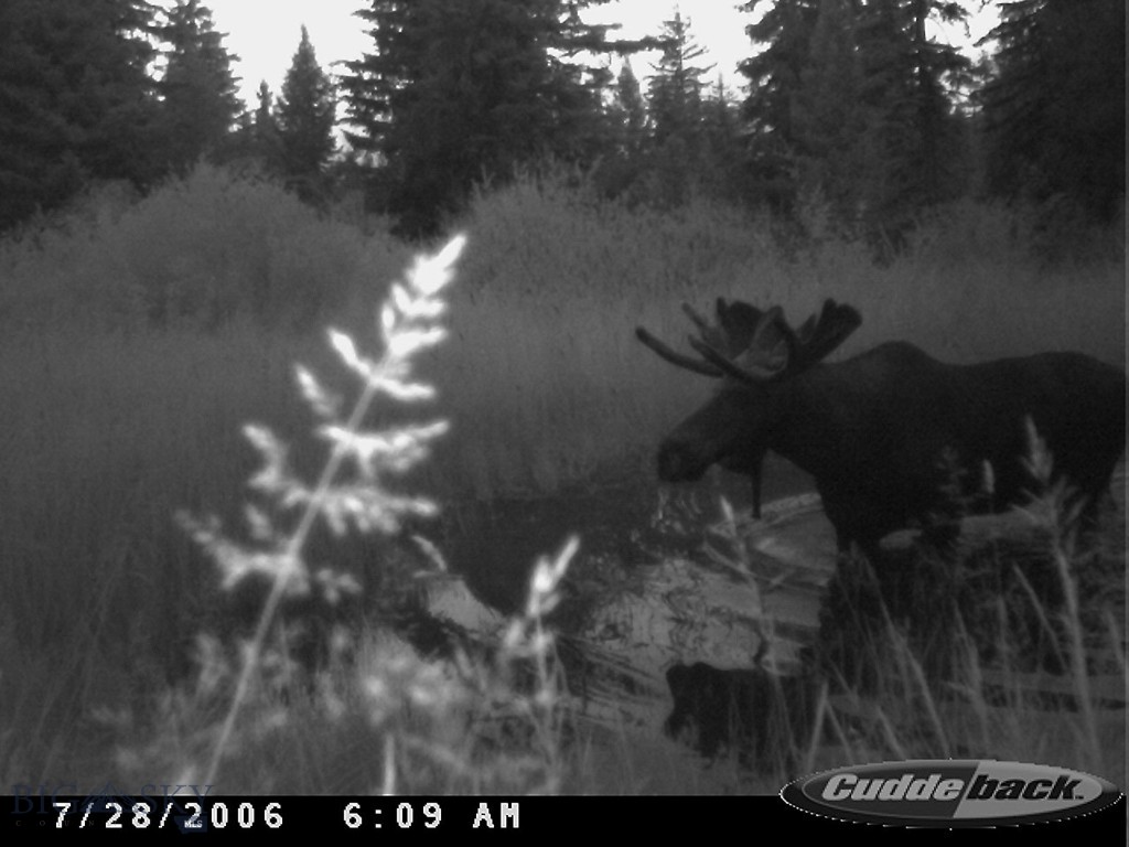 3689 Corley Gulch Road Property Photo 74