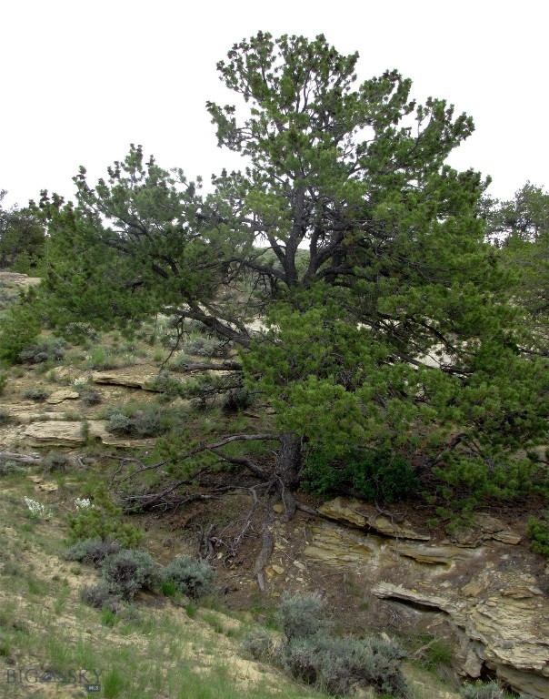 Nhn Cottonwood Road Property Photo 33