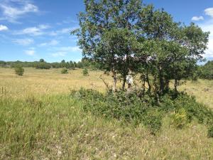 Tbd Gurley Lake Drive Property Photo 8